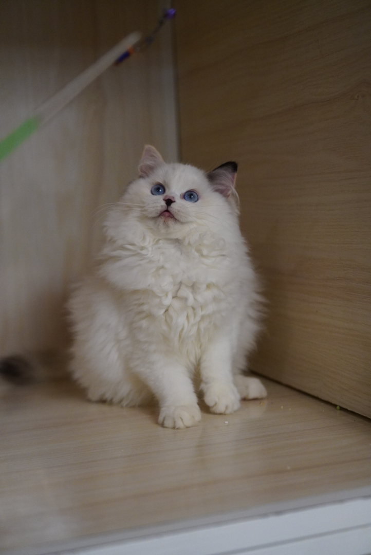 高颜值布偶猫，蓝眼白毛仙气足，温顺可爱的贴心伴侣