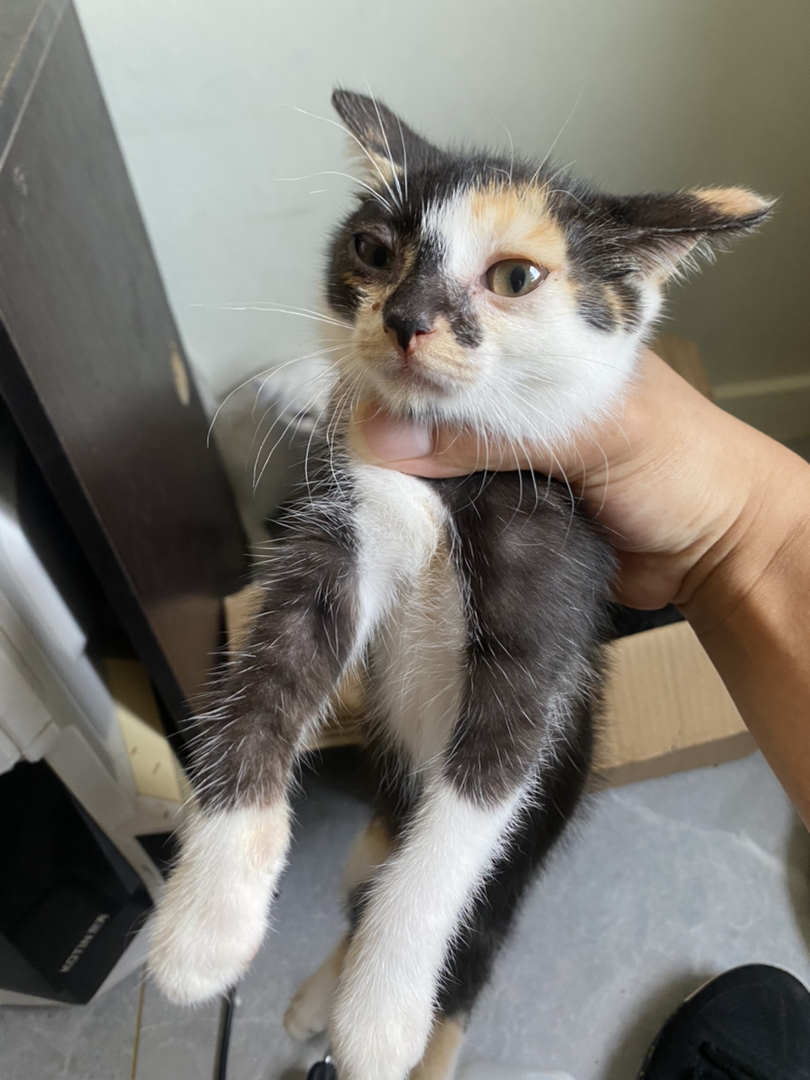 三花猫幼崽，颜值超高，性格乖巧，养猫的绝佳选择