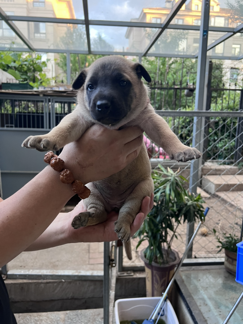 德国牧羊犬！毛量超足