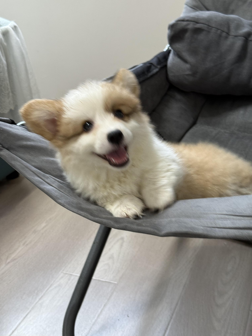 可爱柯基幼犬，短腿长毛颜值高，性格温顺乖巧惹人爱