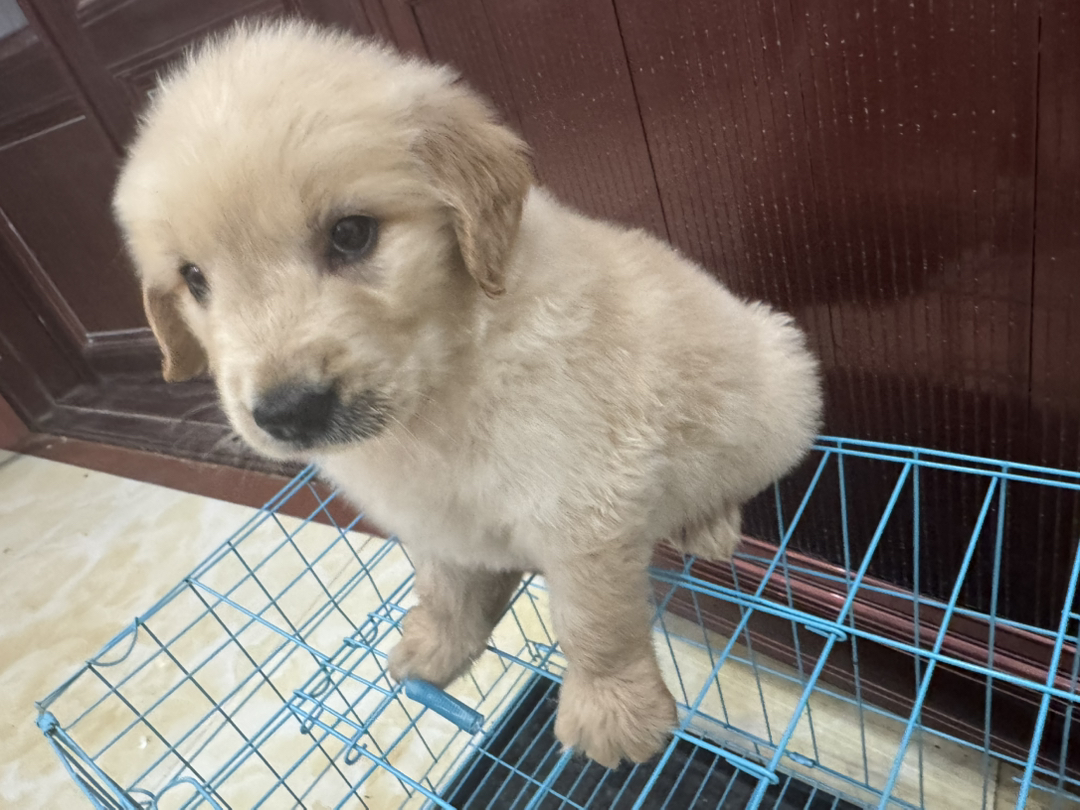 金毛幼犬，毛茸可爱，性格温顺，是理想的家庭陪伴宠物