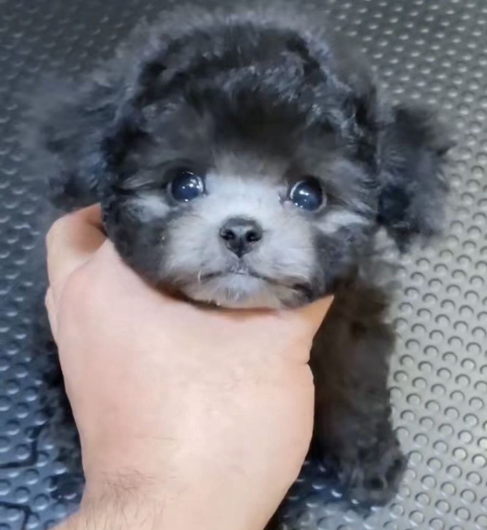 新年特价灰泰迪福利两只