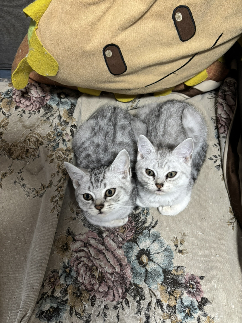 超级可爱小奶猫
