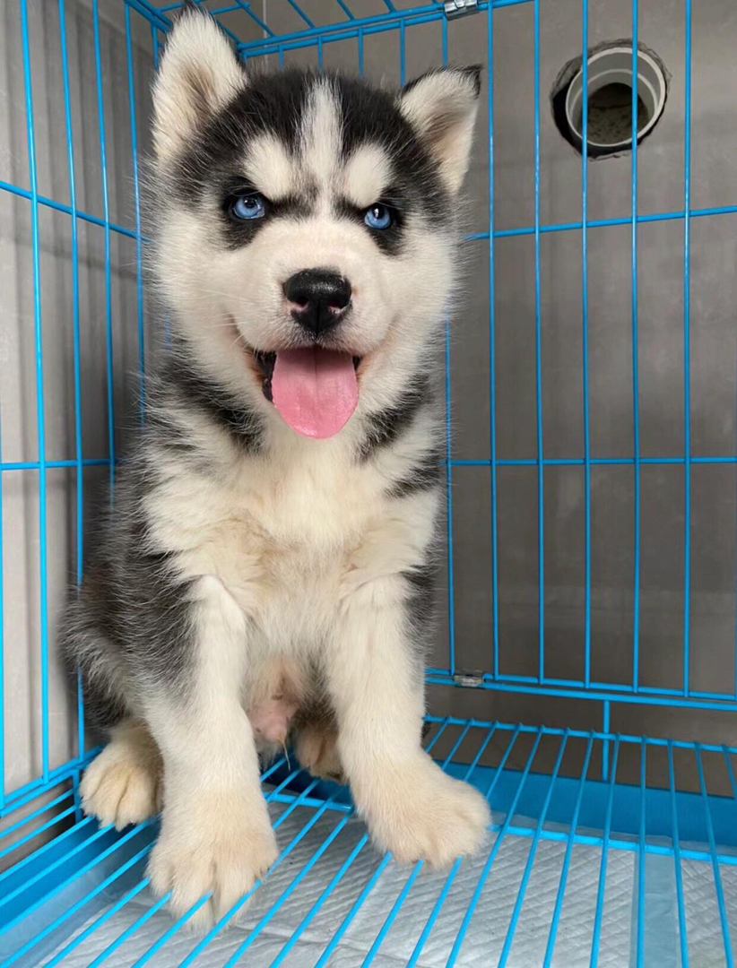 哈士奇幼犬，蓝眼吐舌，颜值高，个性活泼的可爱萌宠