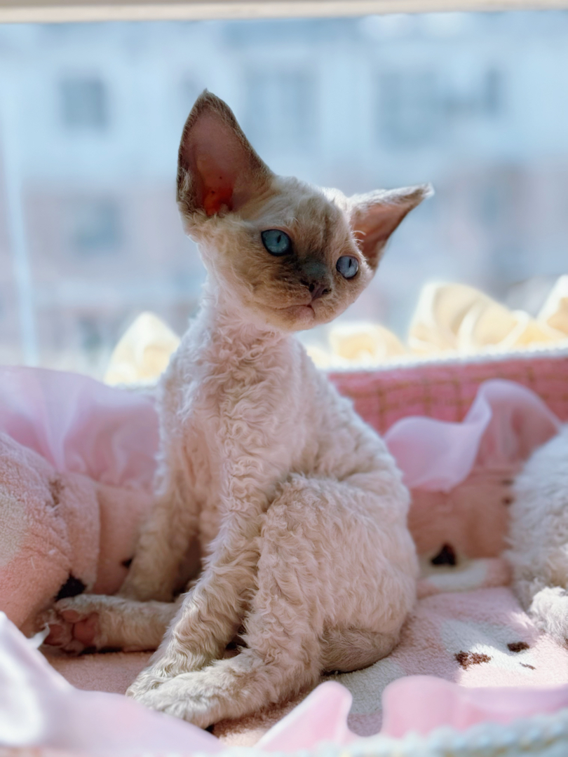 重点色长毛血爆毛德文卷毛猫弟弟