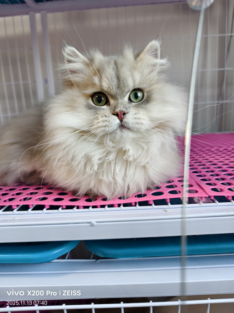 11色蓝金拿破仑找新家