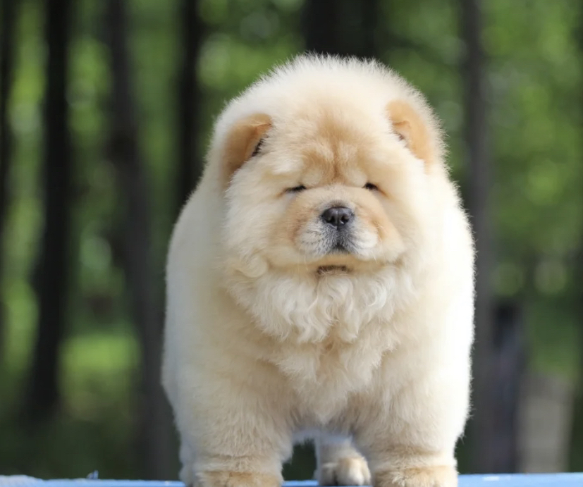 双血统松狮犬❤️带证书芯片