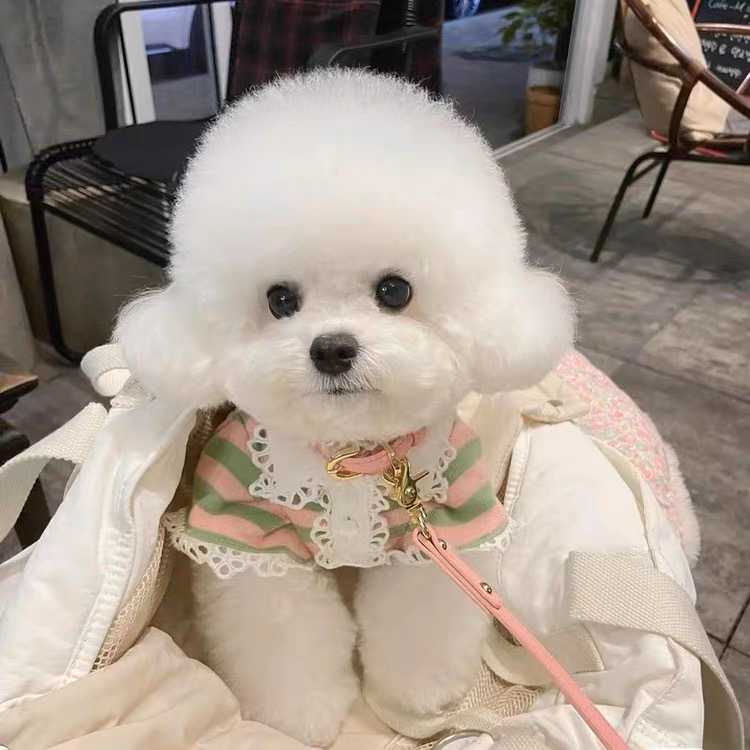 高端韩版比熊❤️平台