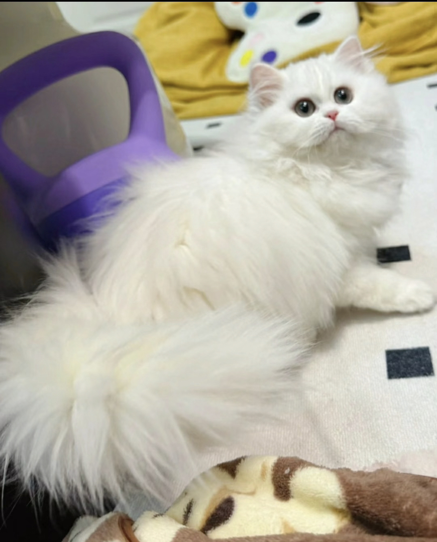 金吉拉仙女猫