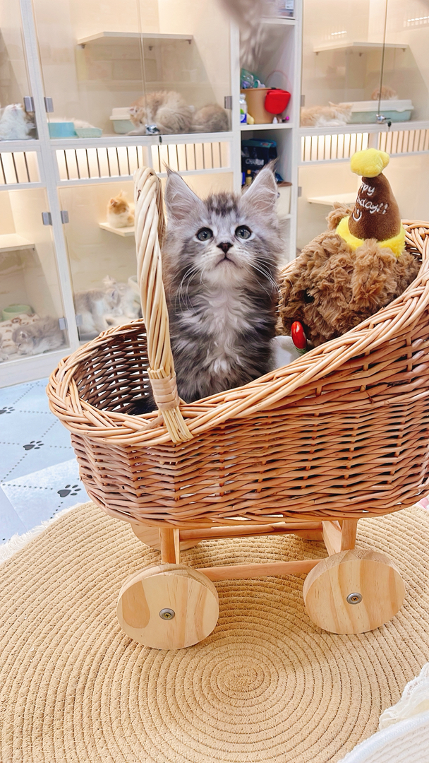 缅因猫幼崽,“温柔巨人”潜力股,毛发浓密花纹美,温顺亲人,家庭饲养佳选