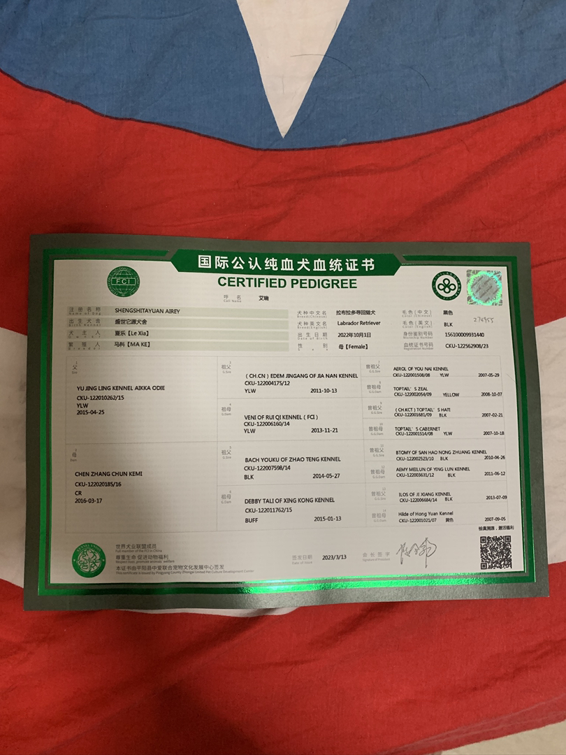 双血统黑拉宝宝找新家