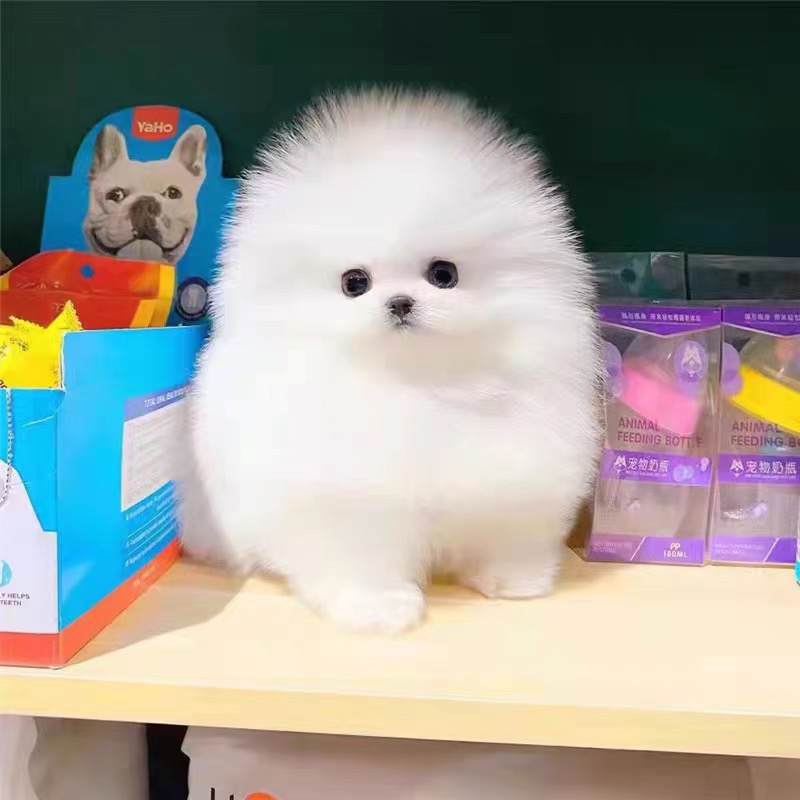 茶杯博美犬