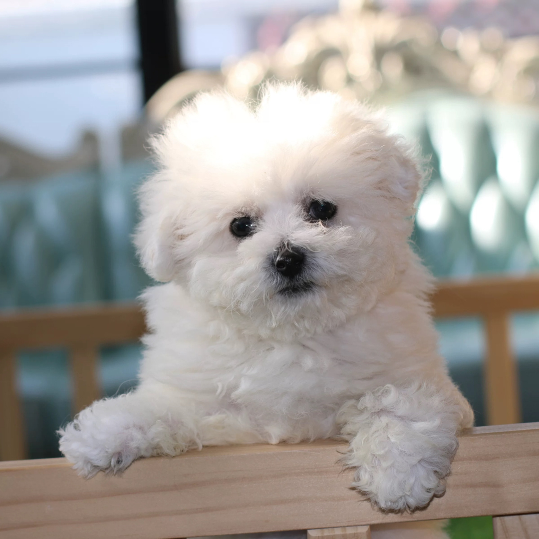 可爱比熊犬，浑身雪白像棉花糖，性格温顺乖巧