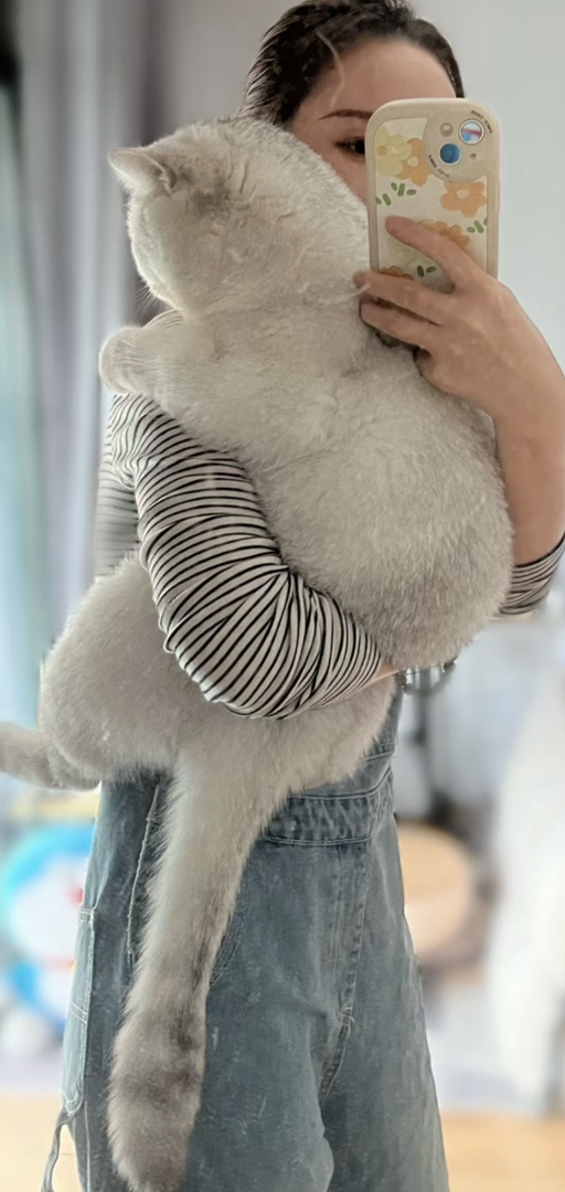 大胖脸银渐层猫咪❤平台推荐