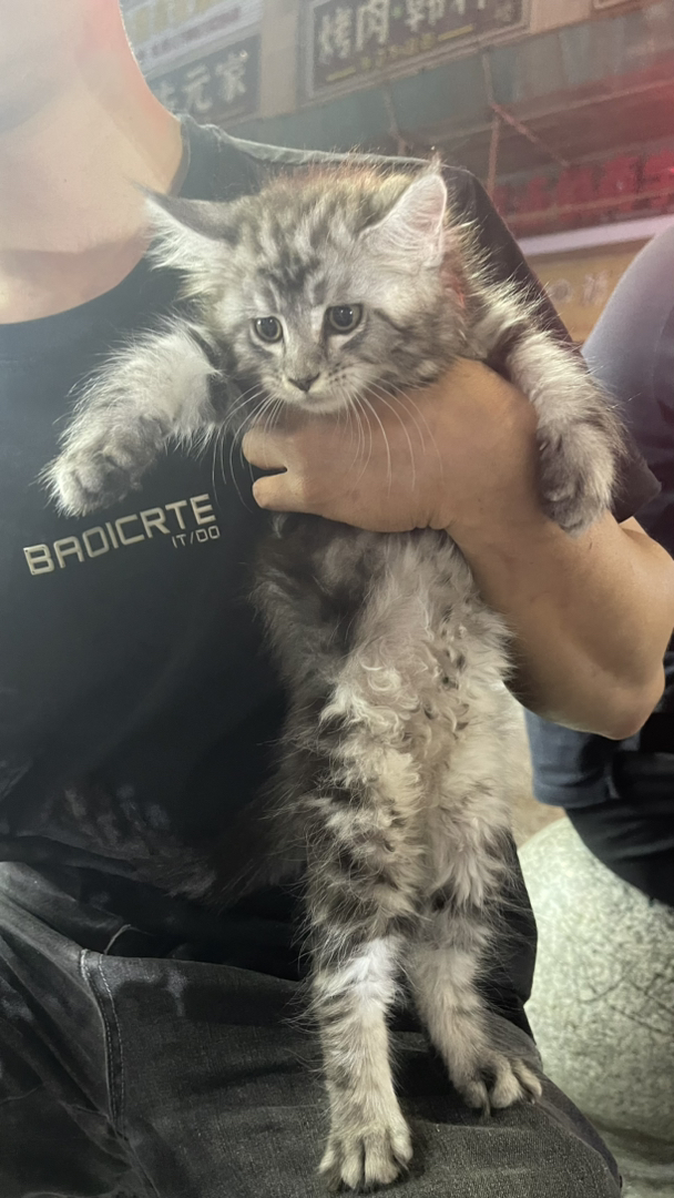 缅因猫幼崽，毛发浓密，体型较大，温顺可爱的理想宠物