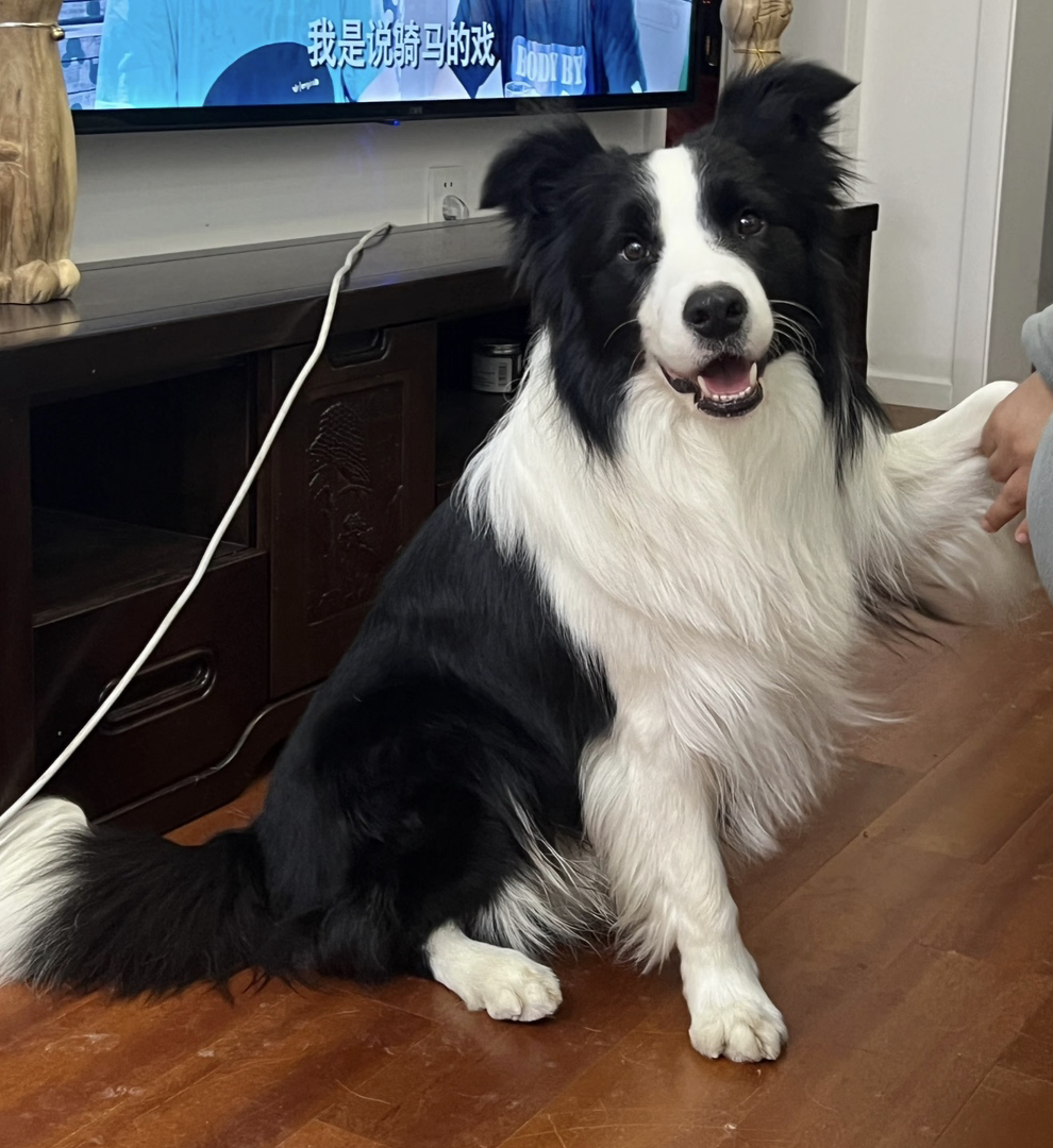 出售成犬边牧❤️七白三通
