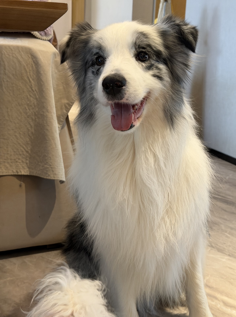 出售边牧,成犬,幼犬都有