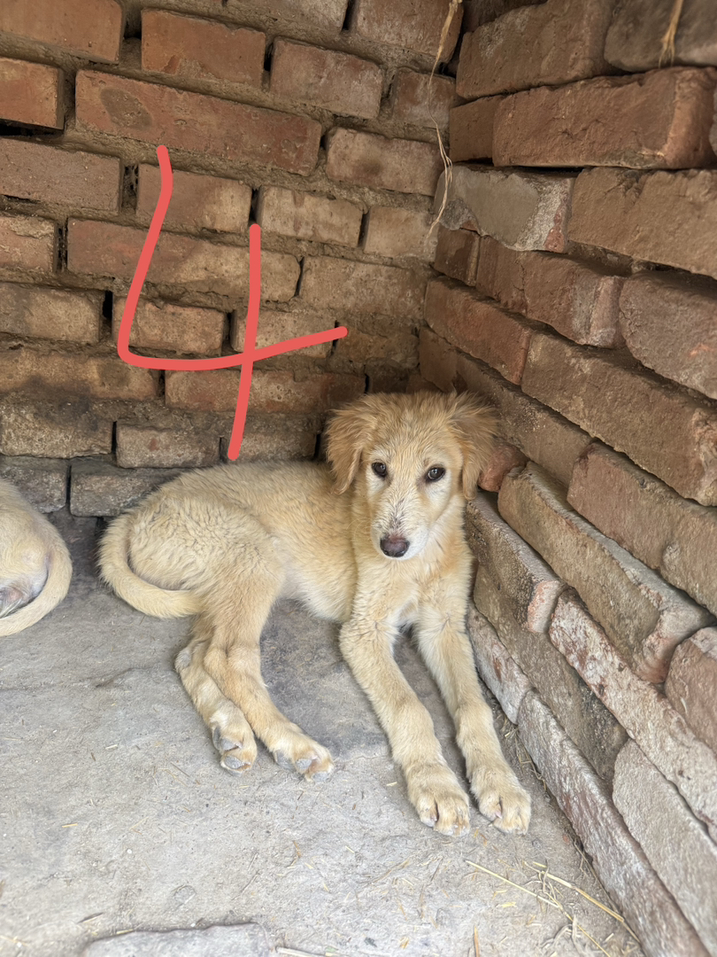 山东细犬优秀的中华田园犬聪明活波会看家护院认主人三个多月疫苗齐全包托运