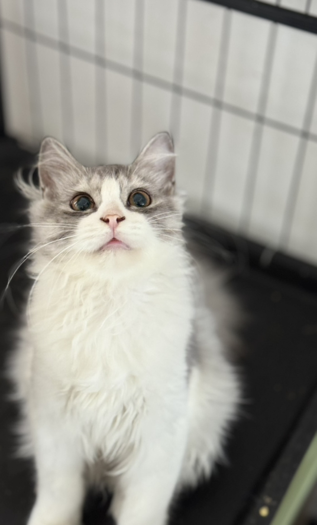 800出英国长毛，银白色，性格好粘人，已驱虫，免疫