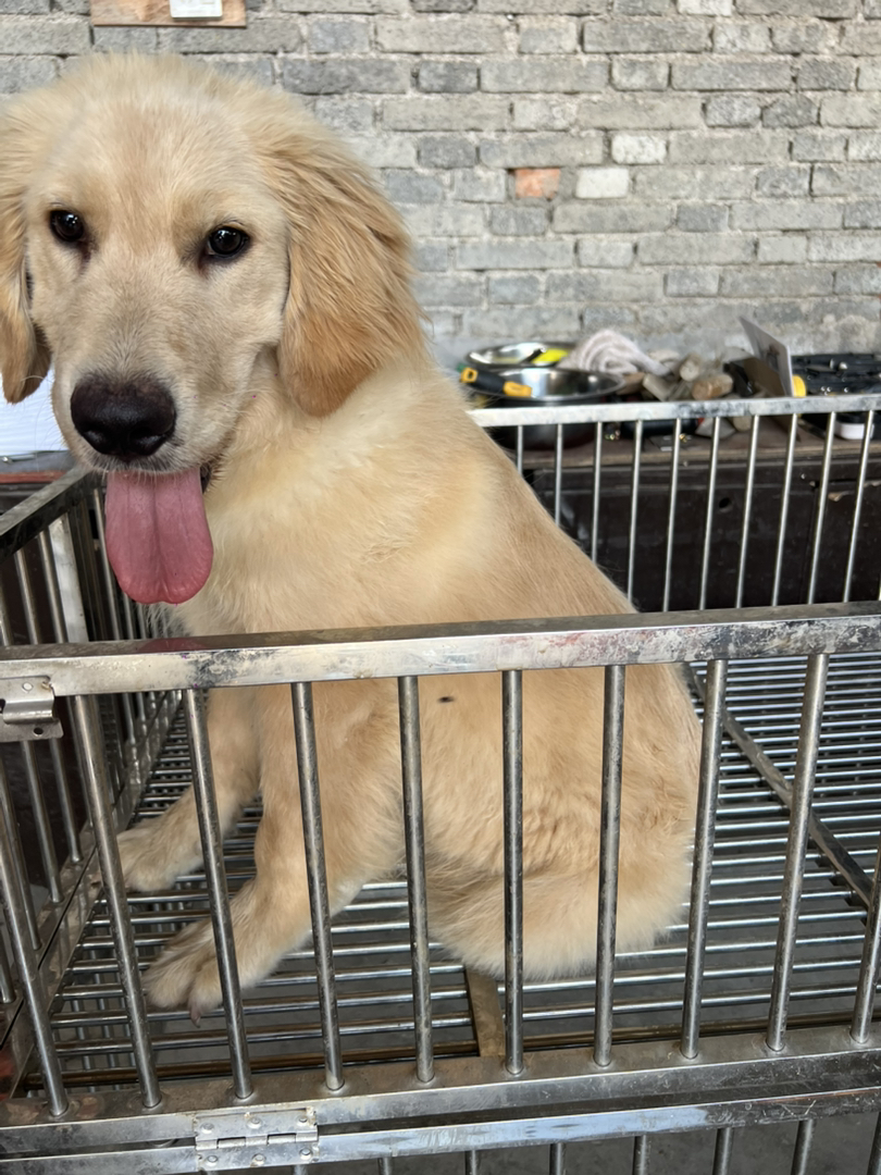金毛幼犬吐舌卖萌，性格温顺乖巧，绝佳家庭陪伴宠物