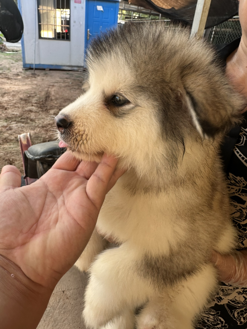 阿拉斯加幼犬，毛厚可爱，性格友好，绝佳陪伴宠物