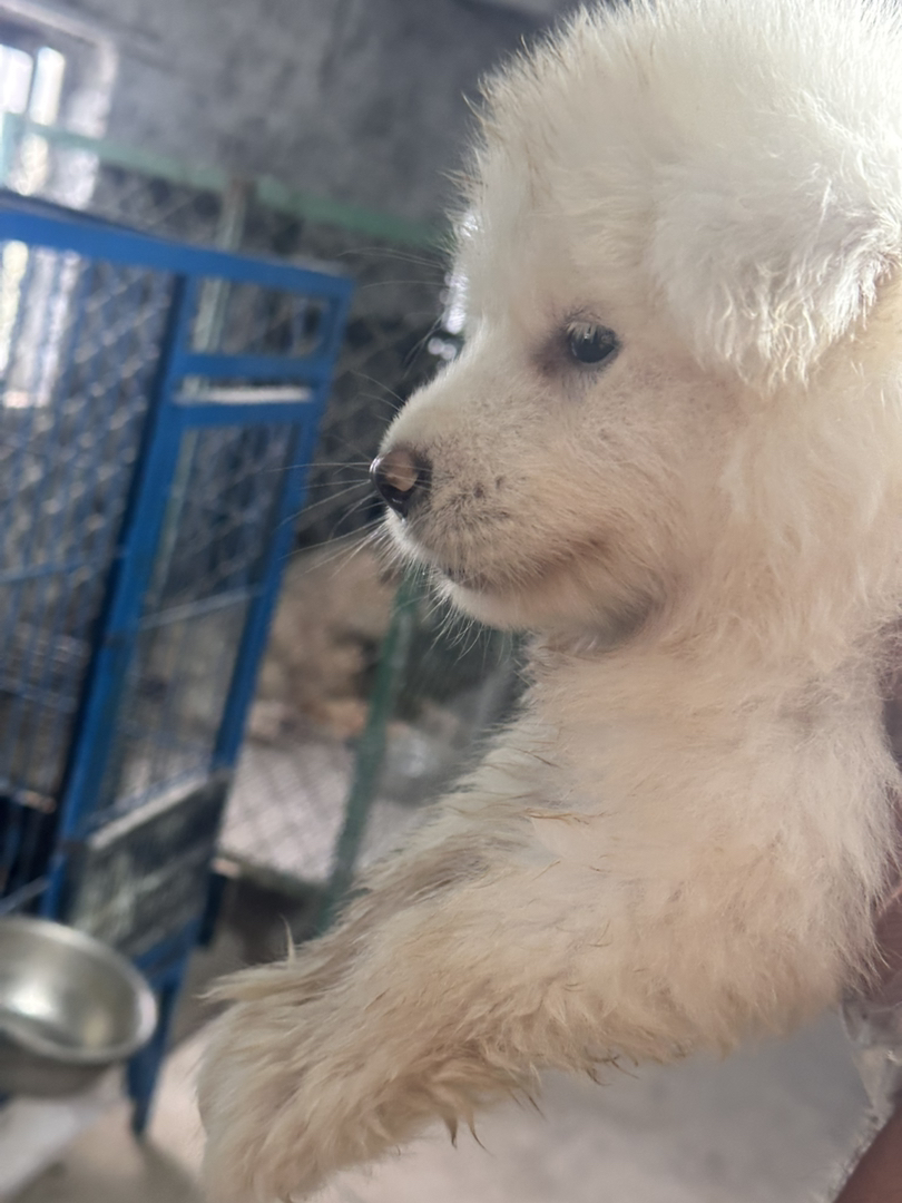 可爱萨摩耶幼犬，毛白如雪，温顺乖巧，萌宠最佳选择