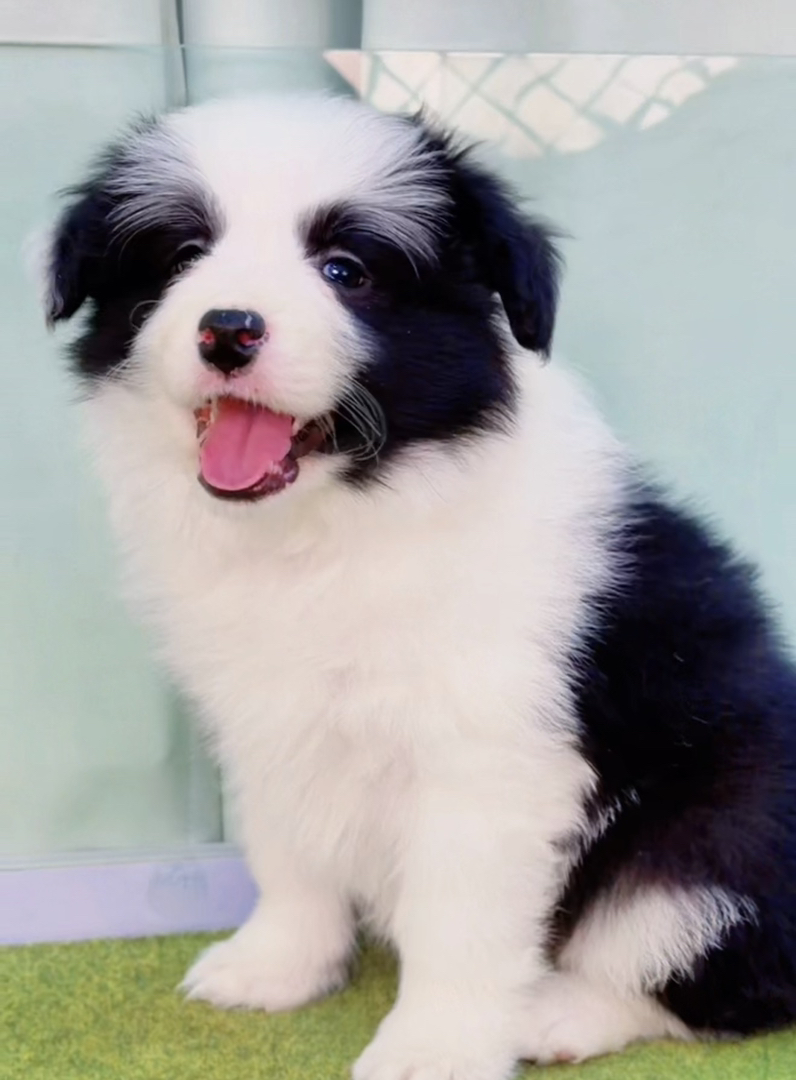 七白三通双血统💎带证书芯片边境牧羊犬