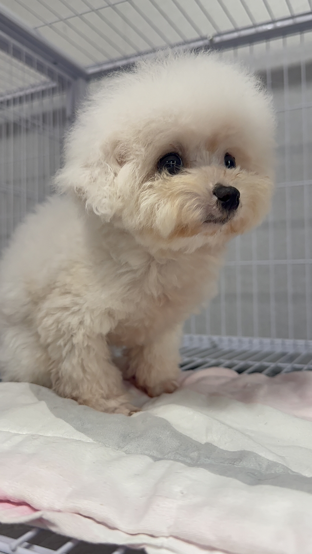 小体比熊、自己家狗生了、不是狗贩子！