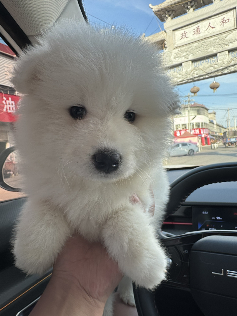 萨摩耶幼犬，毛白如雪，颜值超高，可爱萌宠首选