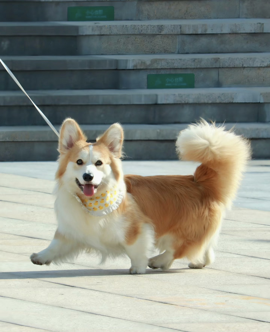 柯基幼犬，长毛、短毛、带尾巴均有