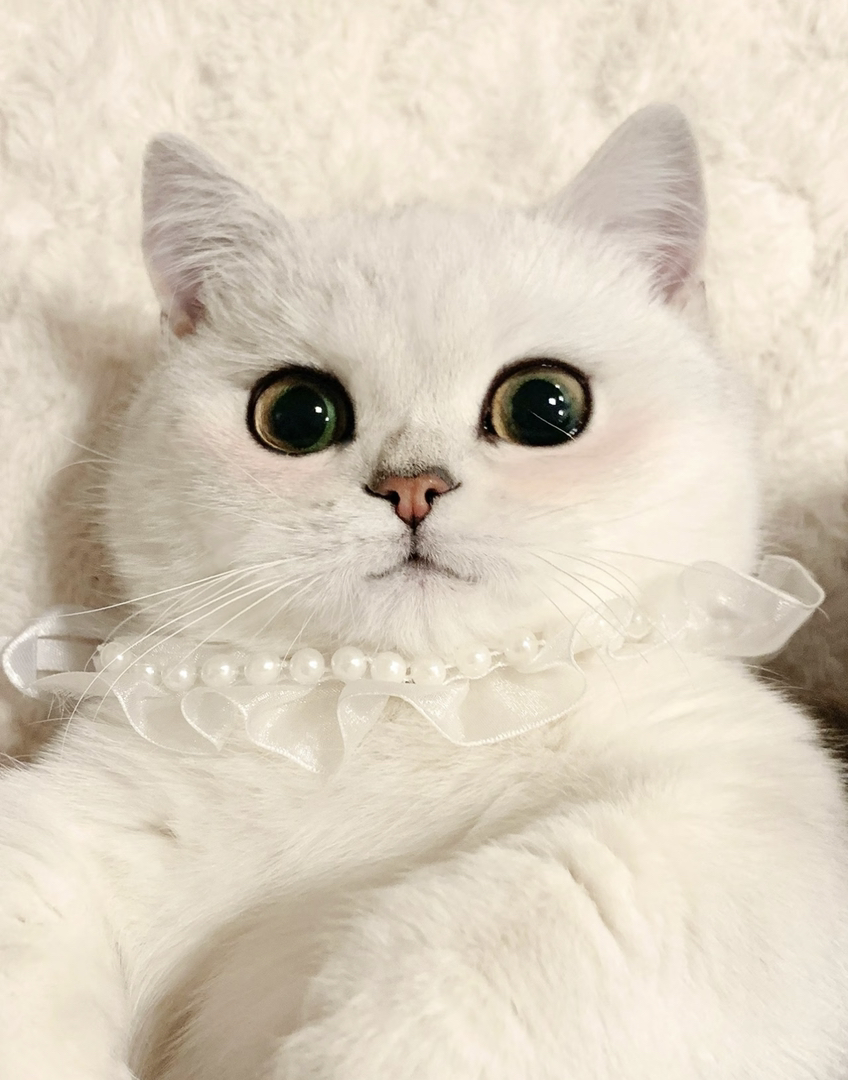 6个月银渐层大胖脸猫猫❤️疫苗齐全