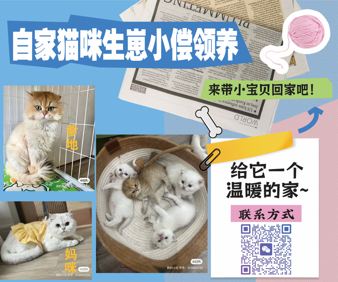 金点，和巧克力金虎斑，紫金血的宝宝