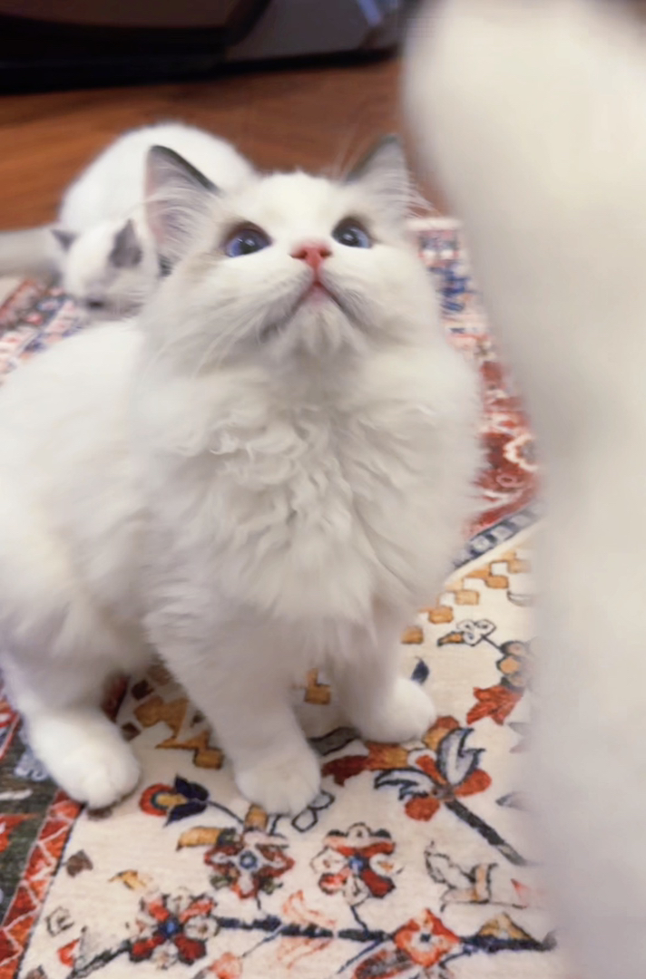 纯种赛级后代蓝双布偶猫弟弟，性格好，脾气好，省
心好养活