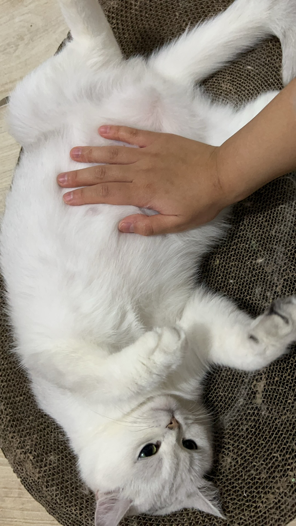 英国短毛猫，毛白如雪，性格温顺，颜值与性格并存的萌宠，胖墩墩能喝能喝