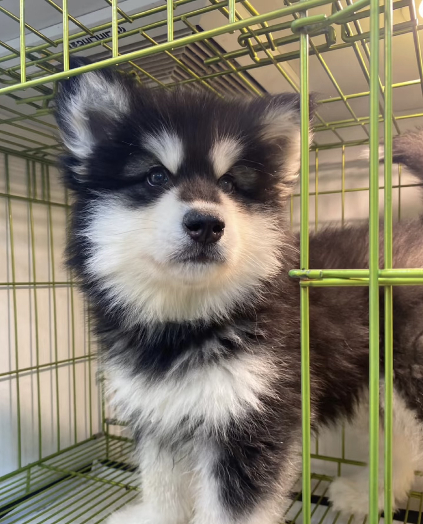 ​​高颜值​​：阿拉斯加犬体型匀称，外观极具吸引力。