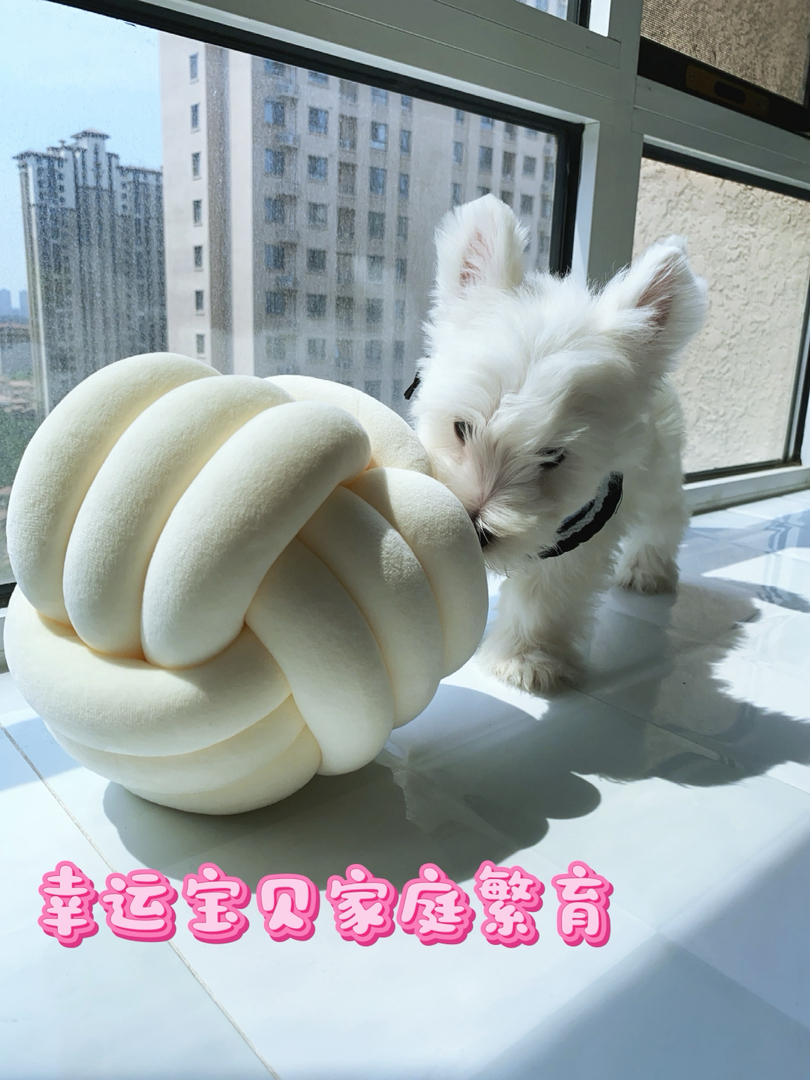 超可爱西高地