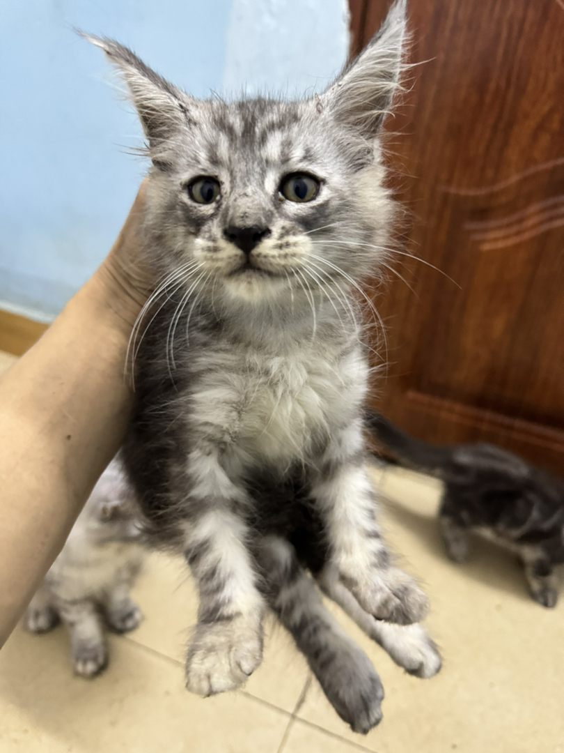 自家繁育的，猫爸爸和猫妈妈都在身边