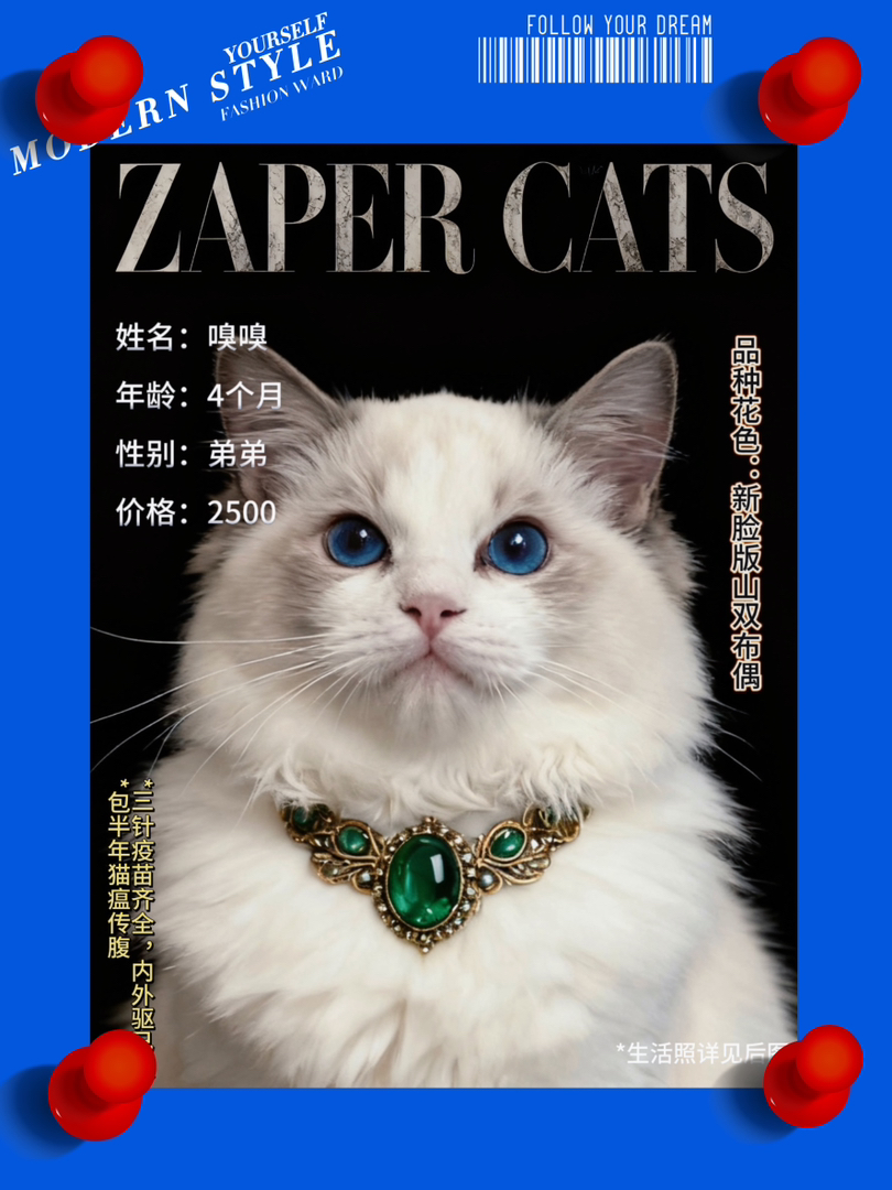 布偶猫，颜值超高的仙女猫，性格温柔，毛发蓬松柔软