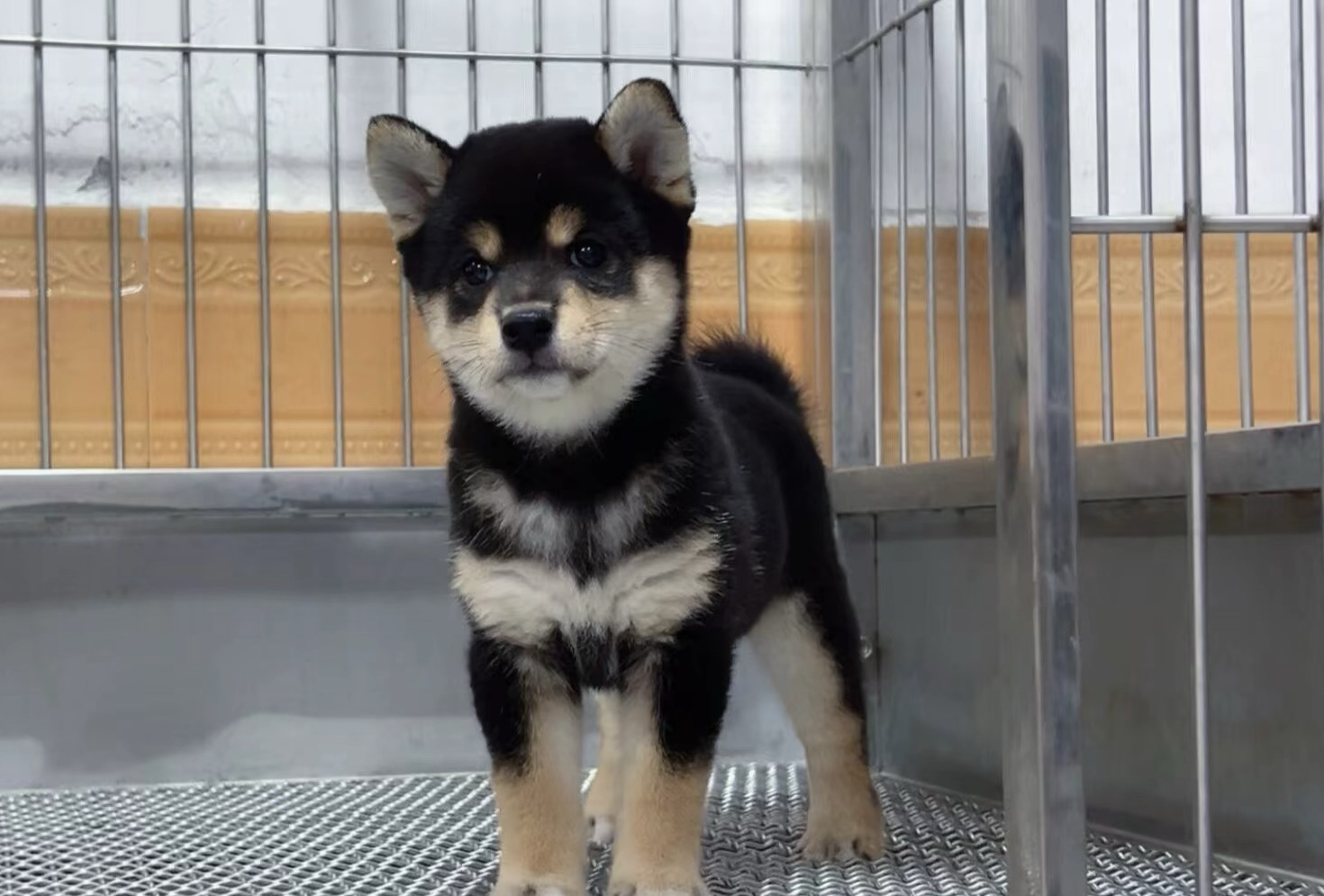 柴犬幼犬，颜值高性格好，忠诚聪明，最佳宠物伴侣