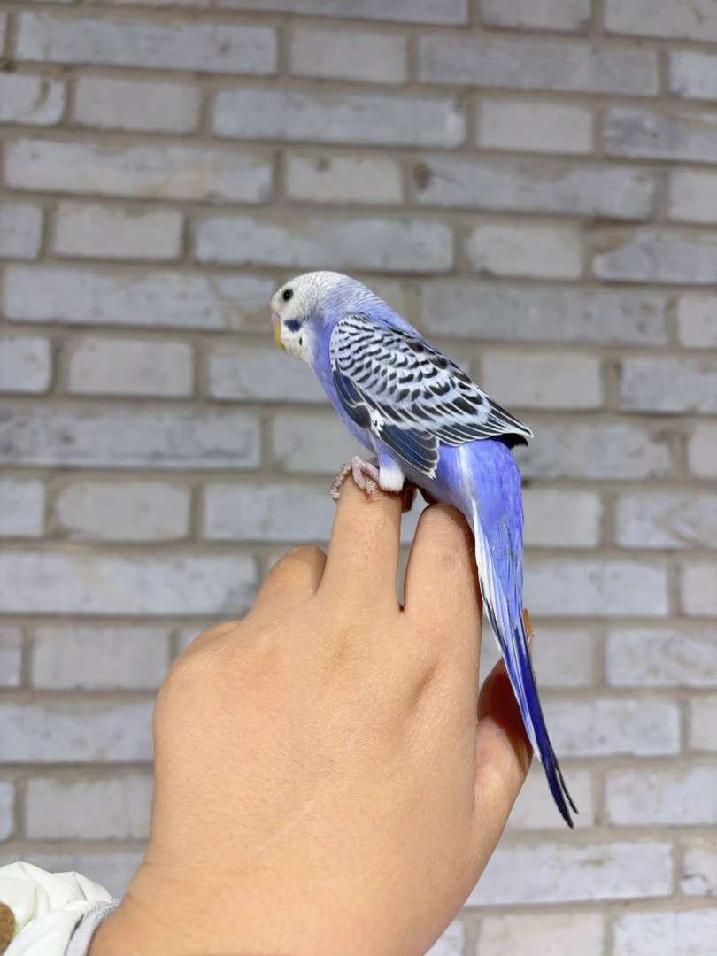 紫色大头，颜色漂亮体型优美，手养亲人