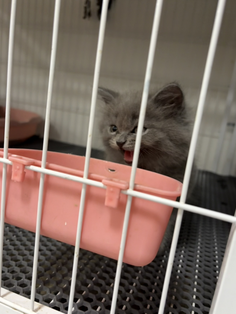 长毛蓝猫一窝，公母都有，一针疫苗，会吃猫粮会用猫砂盆。性格温顺粘人