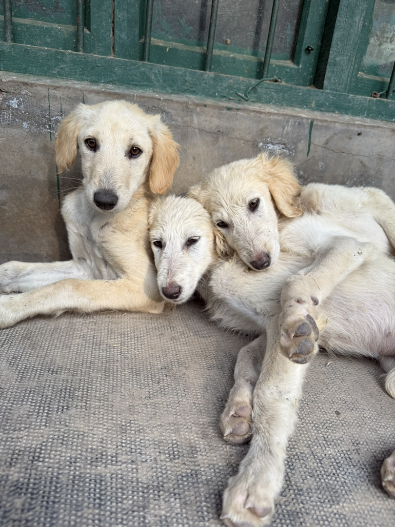 山东本地细犬优秀的中华田园犬疫苗齐全看家好护院认主包活包托运3个月