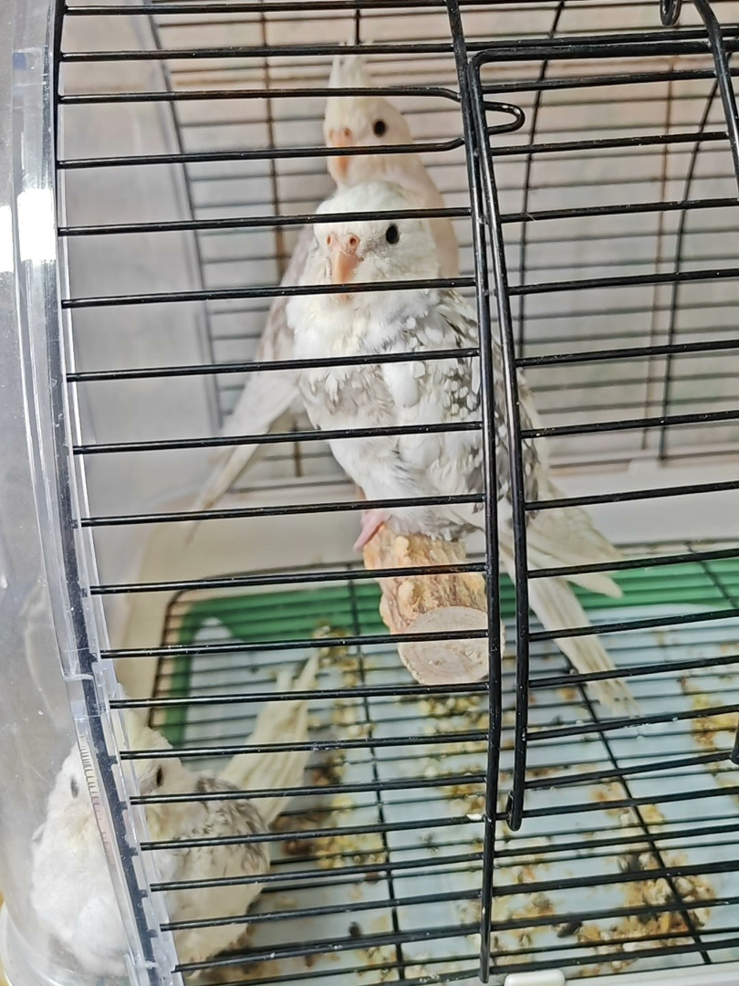 玄凤白脸派特手养亲人包邮