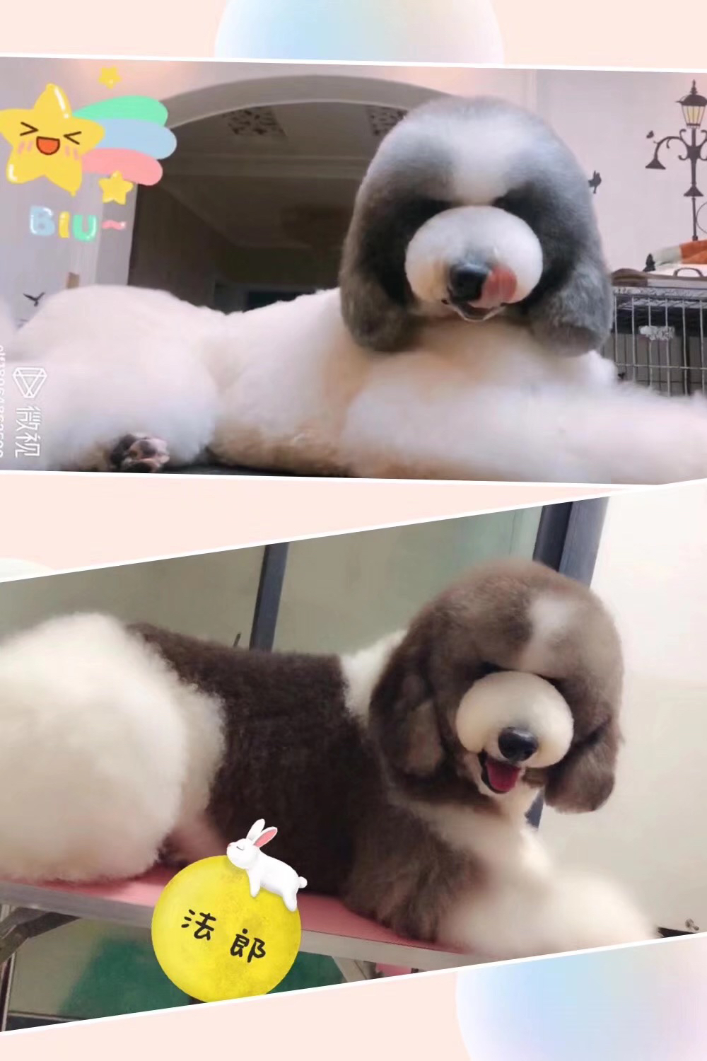 花色巨贵犬❤️疫苗齐全❤️全国发货