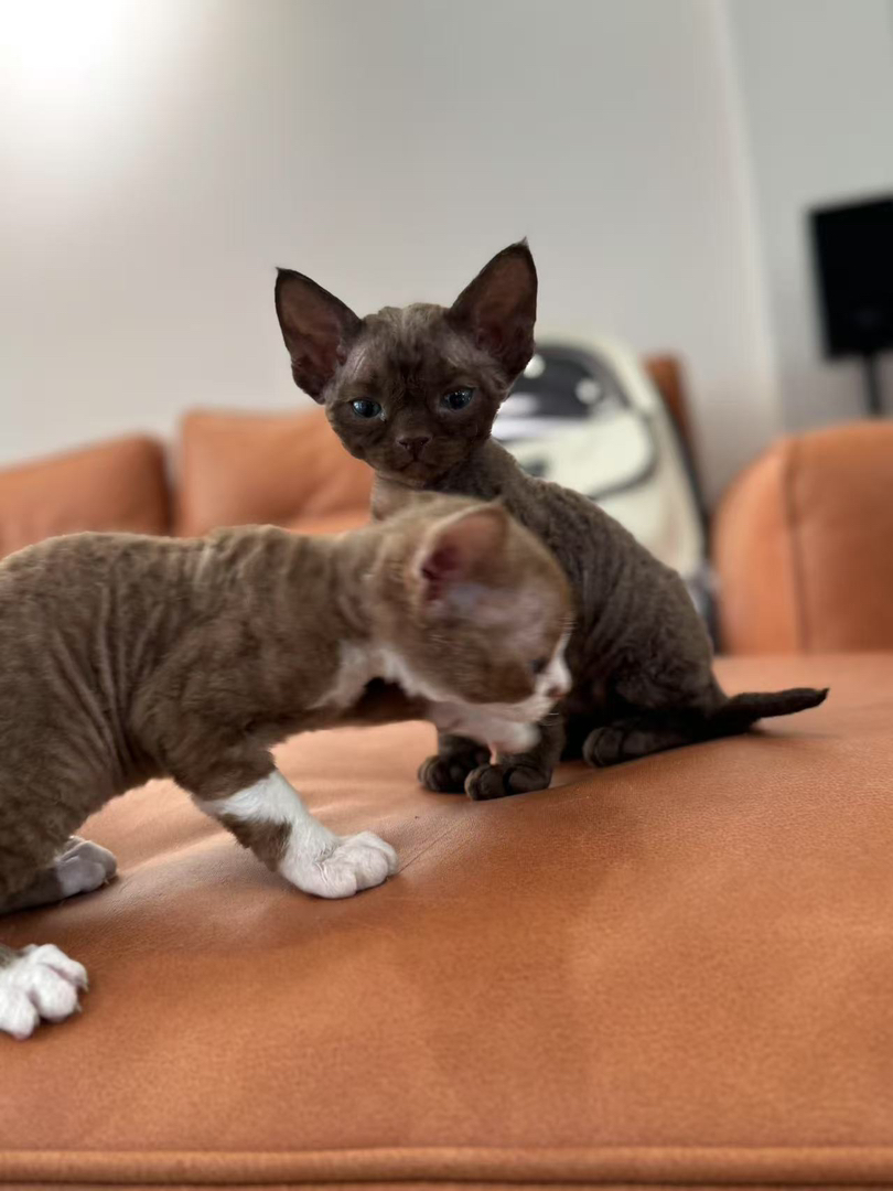 德文卷毛猫幼崽，可爱灵动，独特卷毛，尽显萌态