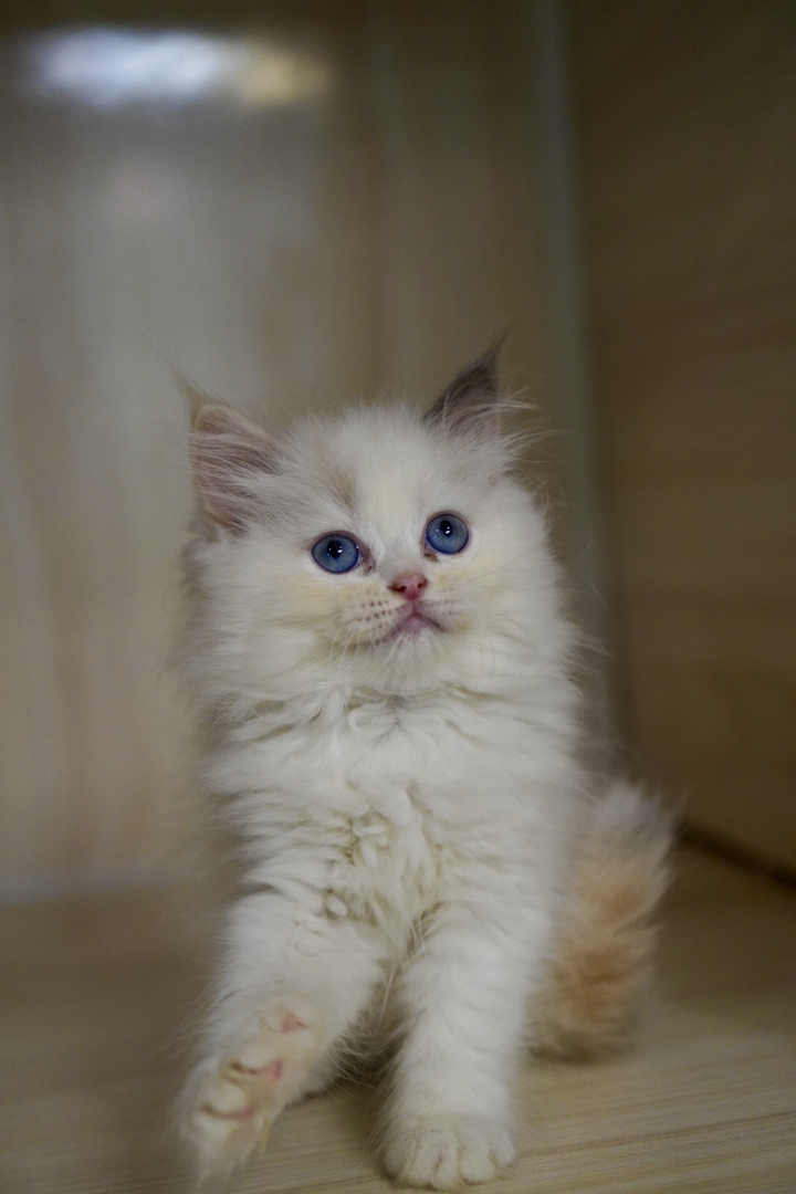 布偶猫幼崽，蓝眼白毛颜值高，温顺粘人，养宠佳选