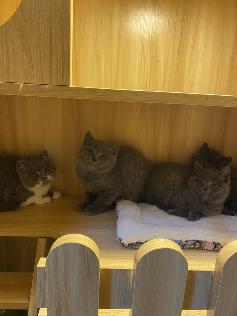 英短蓝猫，包超长售后