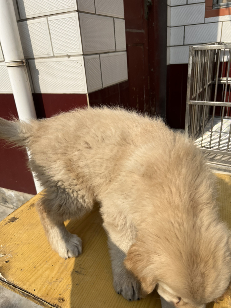 双血浅色系金毛