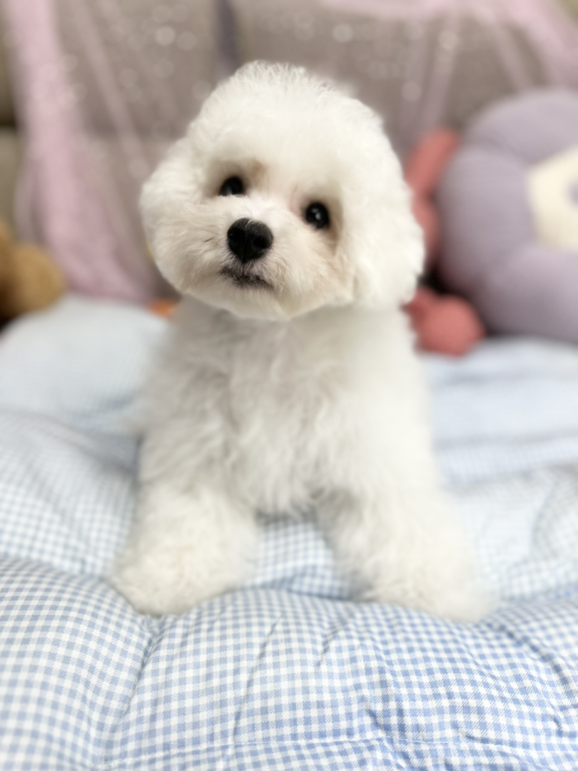 自家繁育纯种比熊犬，可爱的棉花糖小狗