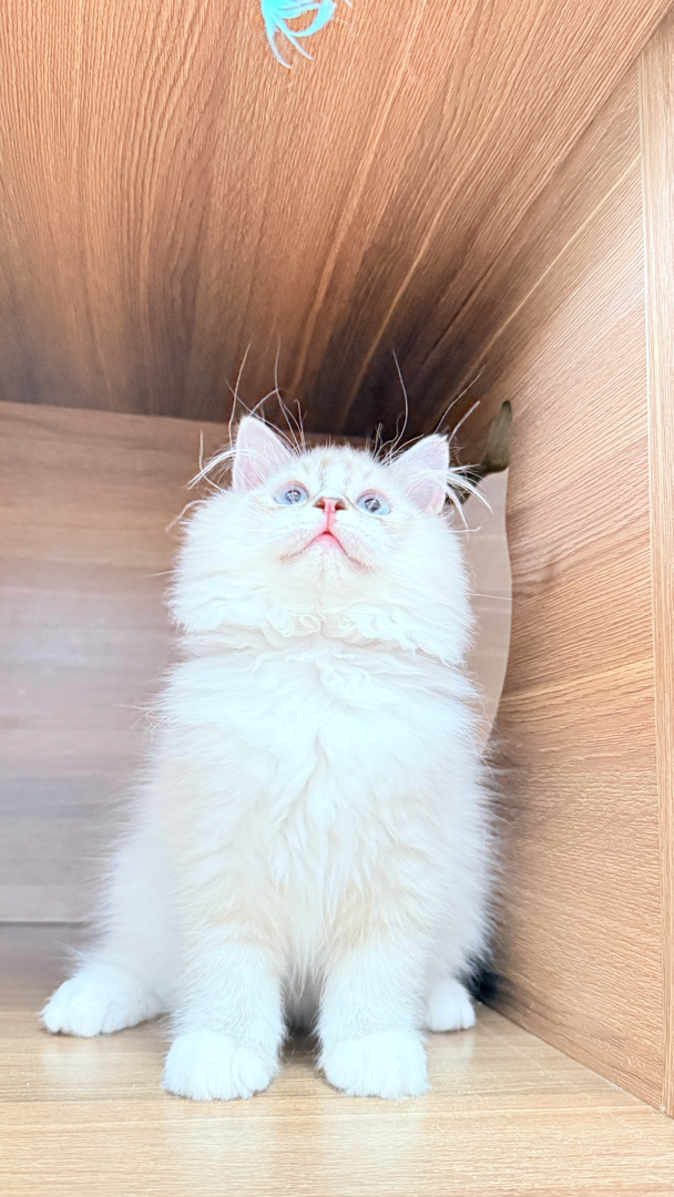 重点色仙女猫,长毛蓬松蓝眼,温顺可爱,家庭陪伴高颜值萌宠
